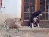 Lion Cub Sneaks Up on Dog